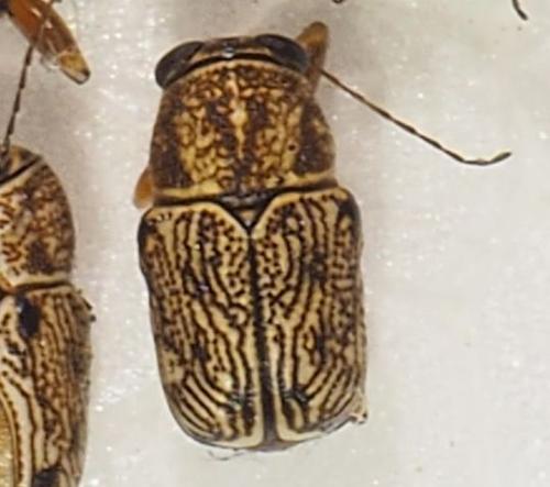 Pachybrachis congener